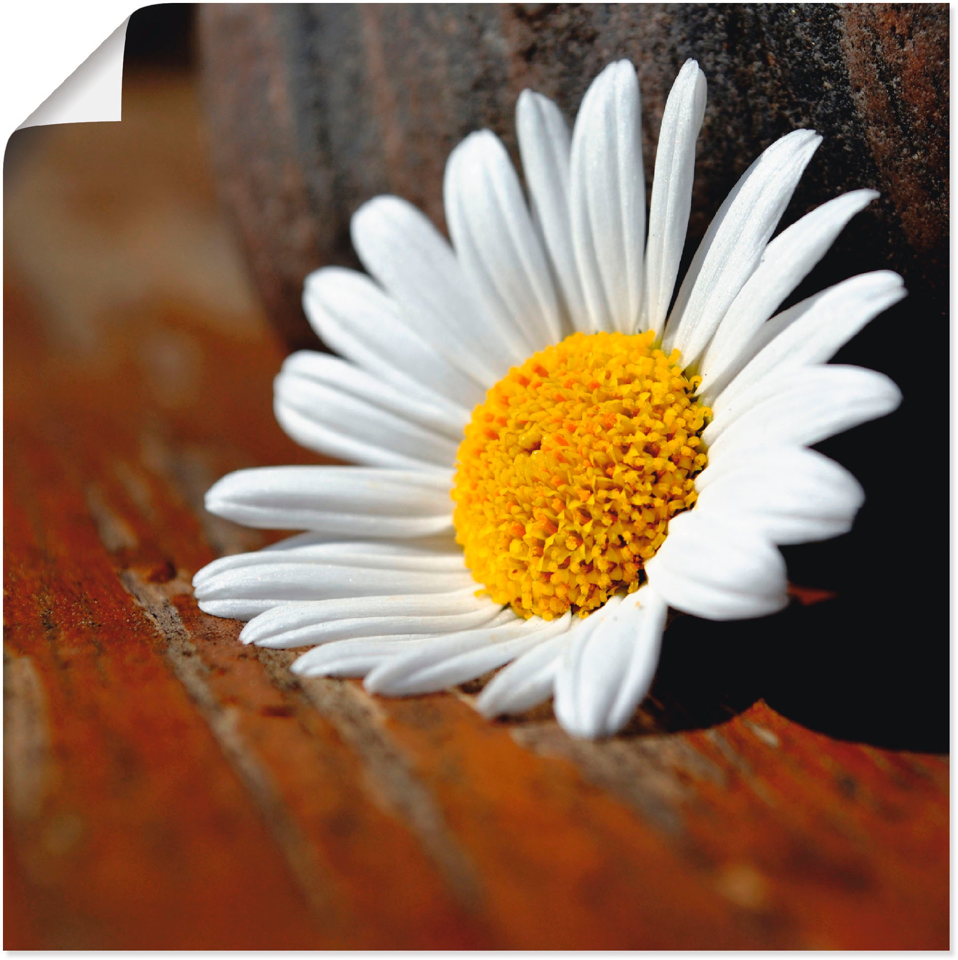 Image of Artland Wandbild »Margeriten Stillleben«, Blumen, (1 St.), in vielen Grössen & Produktarten -Leinwandbild, Poster, Wandaufkleber / Wandtattoo auch für Badezimmer geeignet bei Ackermann Versand Schweiz