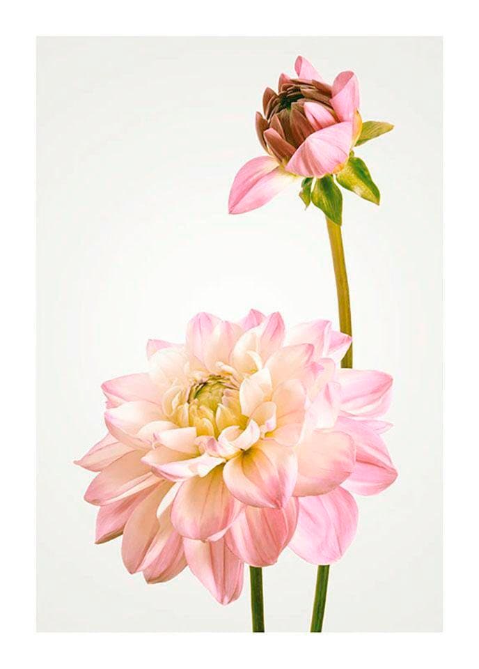 »Dahlia«, Komar (1 St.), auf Blumen, Poster Kinderzimmer, versandkostenfrei Wohnzimmer Schlafzimmer,