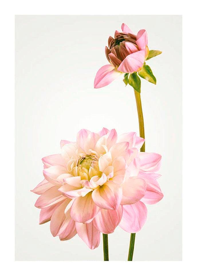 Image of Komar Bild "Dahlia" Blumen 1 Stk. tlg. Wandbild zur Dekoration - ohne Rahmen