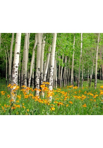 Fototapete »Aspen Grove and Orange Wildflowers«