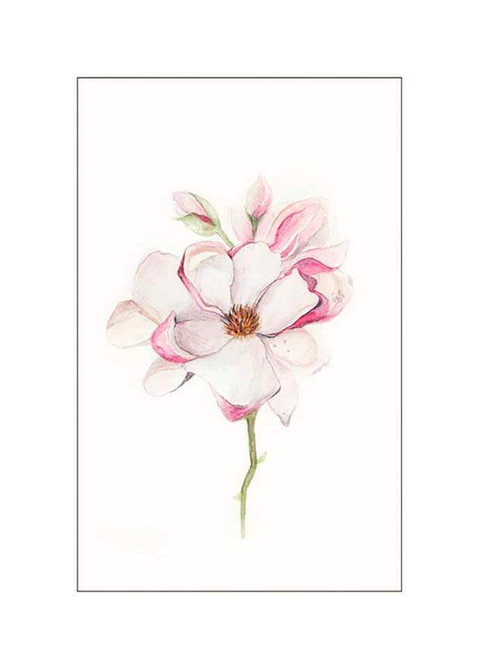 Image of Komar Bild "Magnolia Blossom" Blumen 1 Stk. tlg. Wandbild zur Dekoration - ohne Rahmen