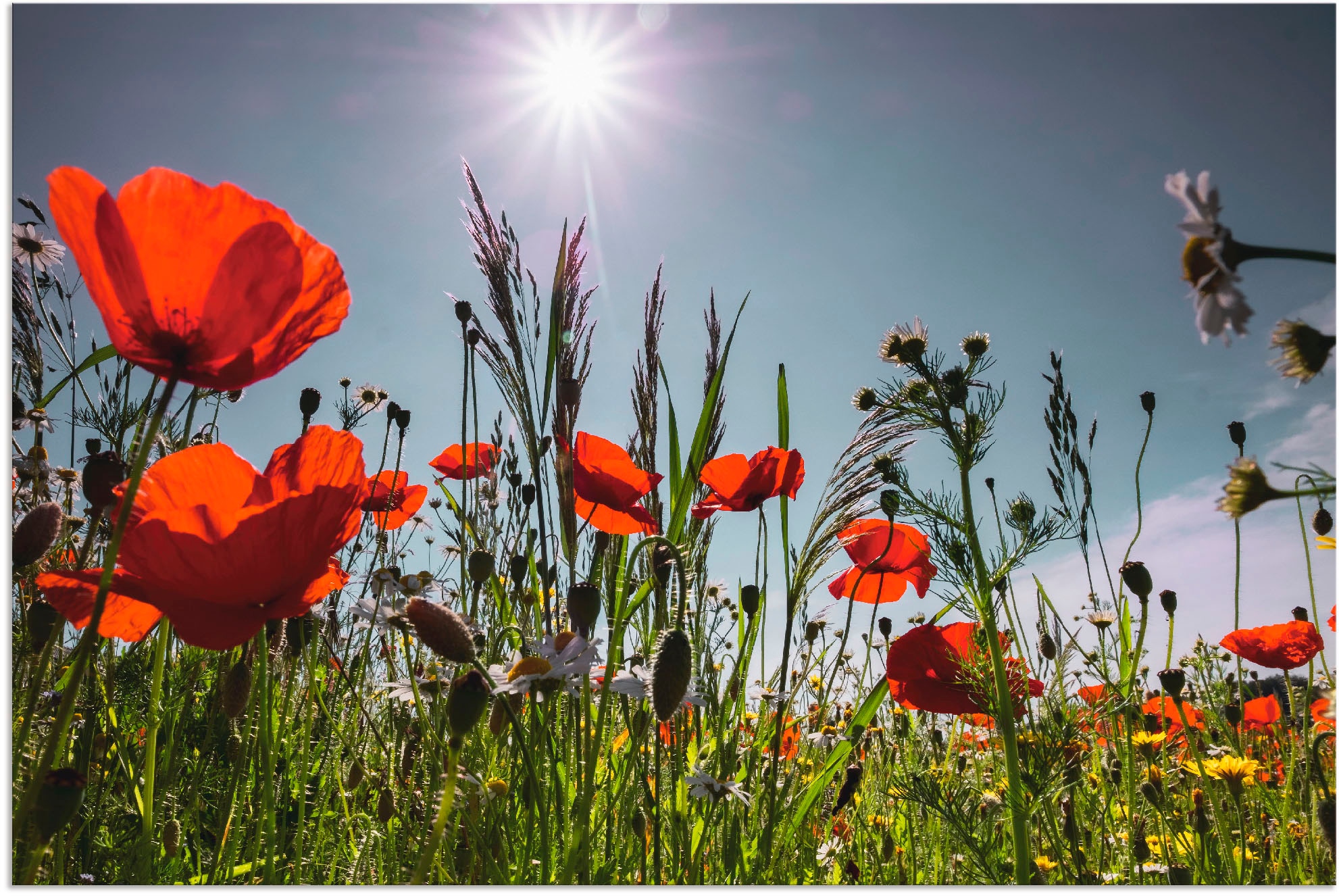 Image of Artland Alu-Dibond-Druck "Mohnblumenwiese" Blumenwiese 1 Stk. tlg. für Innen- und Aussenbereich geeignet, Outdoorbild