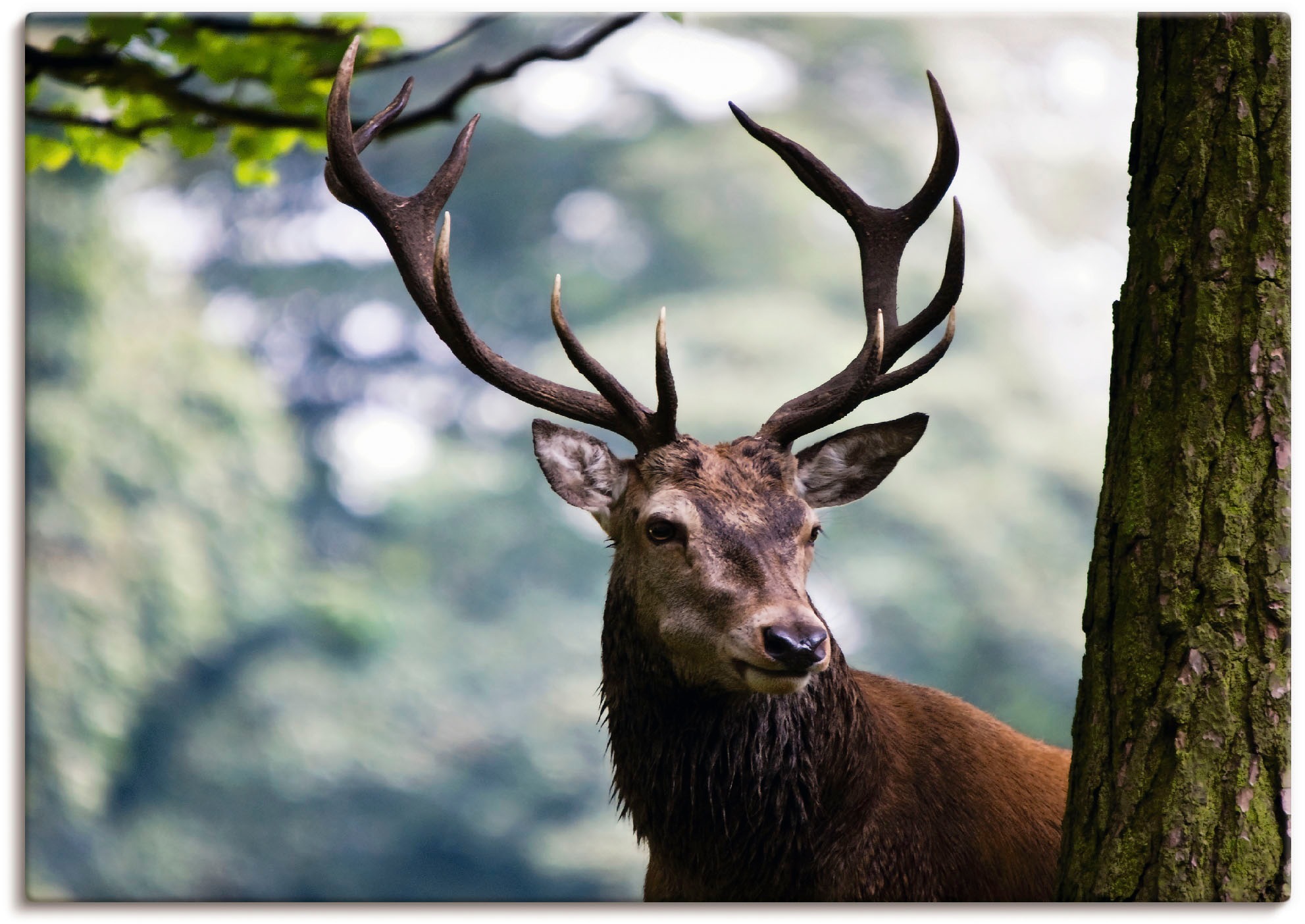 Image of Artland Leinwandbild "Hirsch" Wildtiere 1 Stk. tlg. auf Holzrahmen gespannt