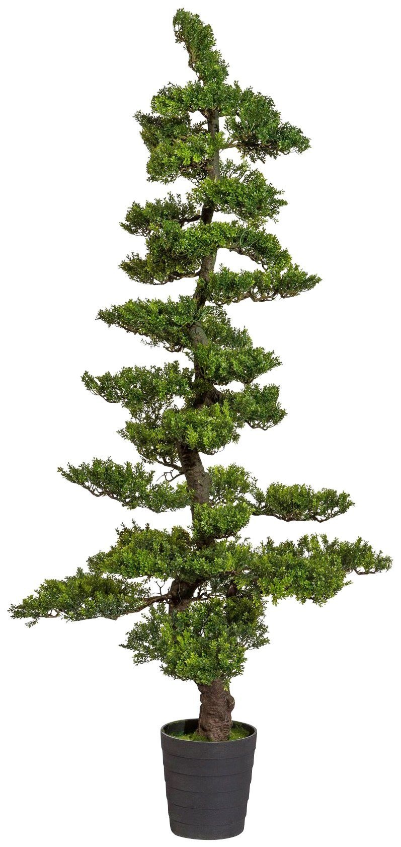 Image of Creativ green Kunstbonsai »Bonsai Teeblatt«, (1 St.) bei Ackermann Versand Schweiz