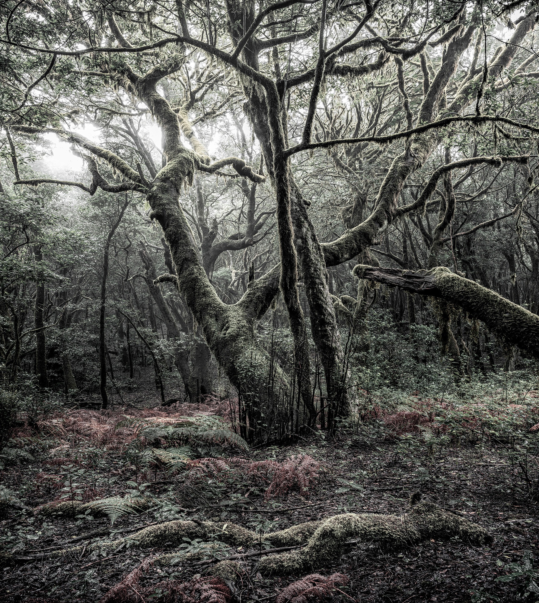 Image of Komar Fototapete »Das Model«, mehrfarbig-natürlich-bedruckt bei Ackermann Versand Schweiz