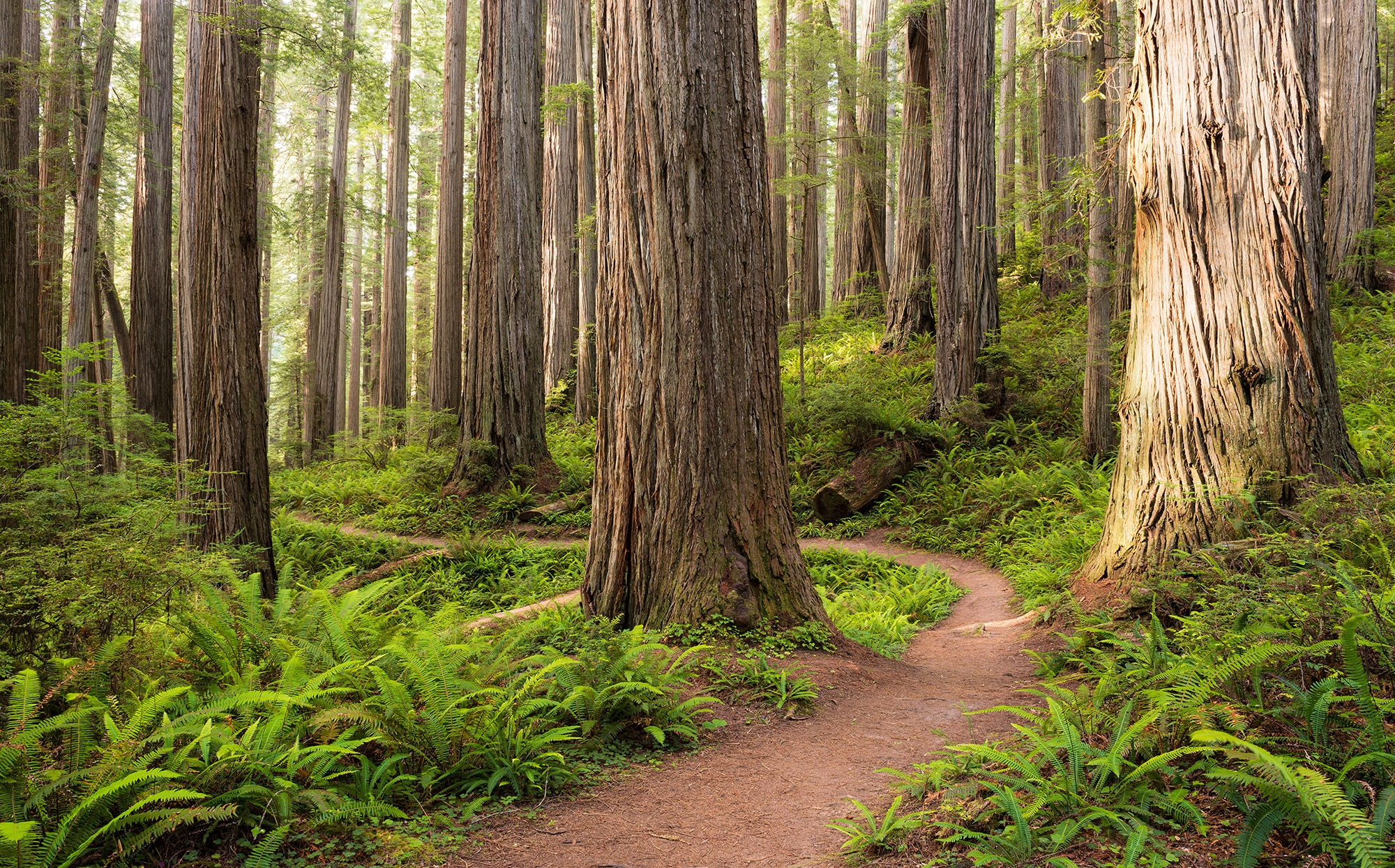 Image of Komar Vliestapete "Digitaldruck Vlies - Redwood Trail - Grösse 450 x 280 cm" bedruckt glatt Wohnzimmer, Schlafzimmer