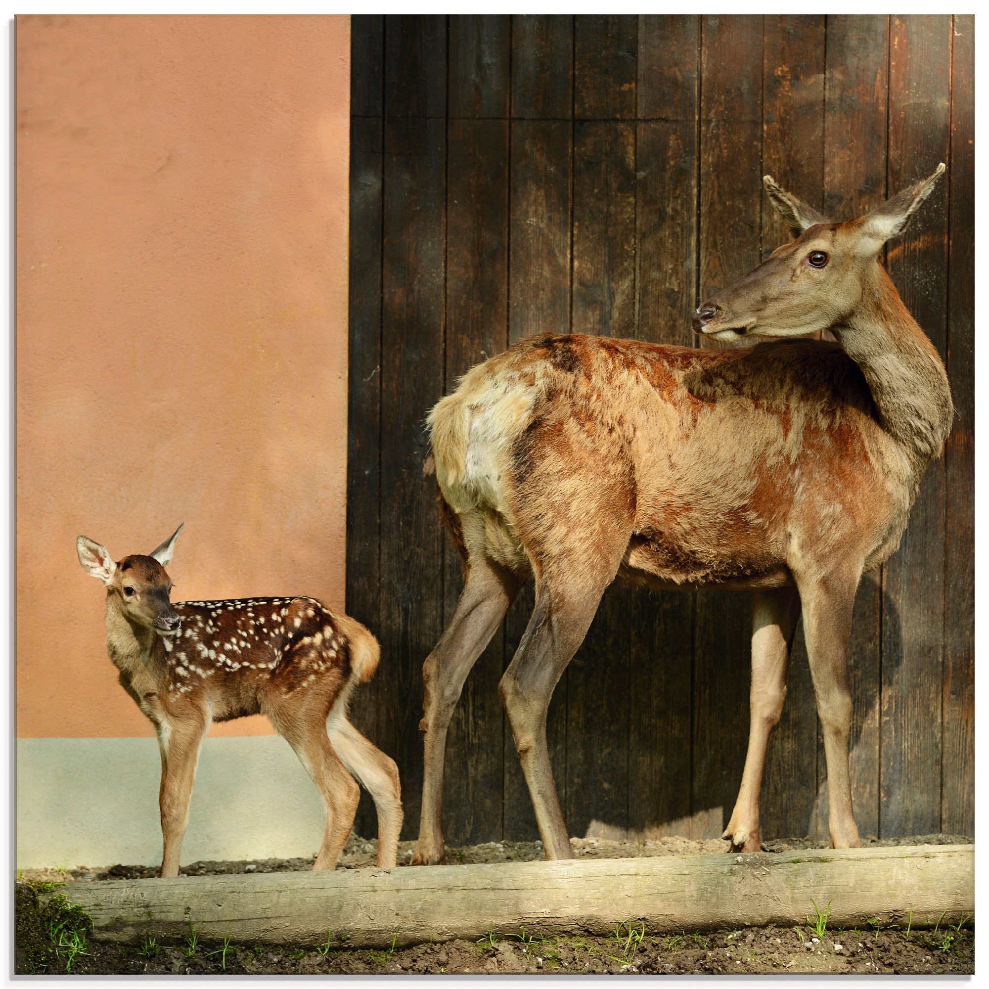 Image of Artland Glasbild »Reh mit Kitz«, Wildtiere, (1 St.) bei Ackermann Versand Schweiz