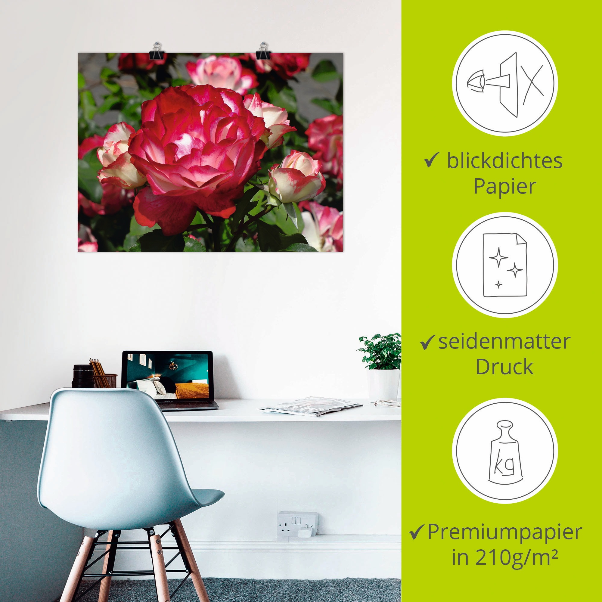 Artland Poster »Rot weisse Rosenblüte« Blumen 1 Stk. tlg. ohne Rahmen