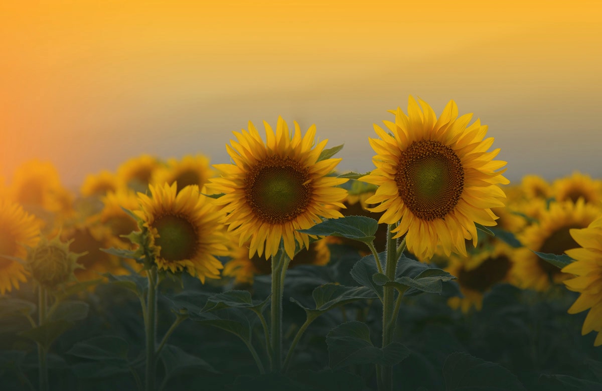 Image of Papermoon Fototapete "SONNENBLUMEN-ANEMONE MAKRO ABSTRAKT KUNST WIESE PFLANZE"
