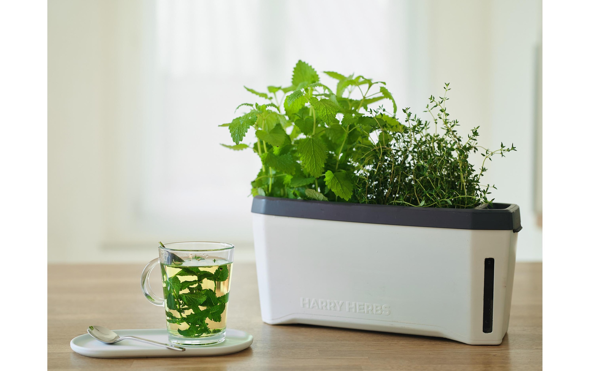Gusta Garden Kräutertopf »HERBS weiss«