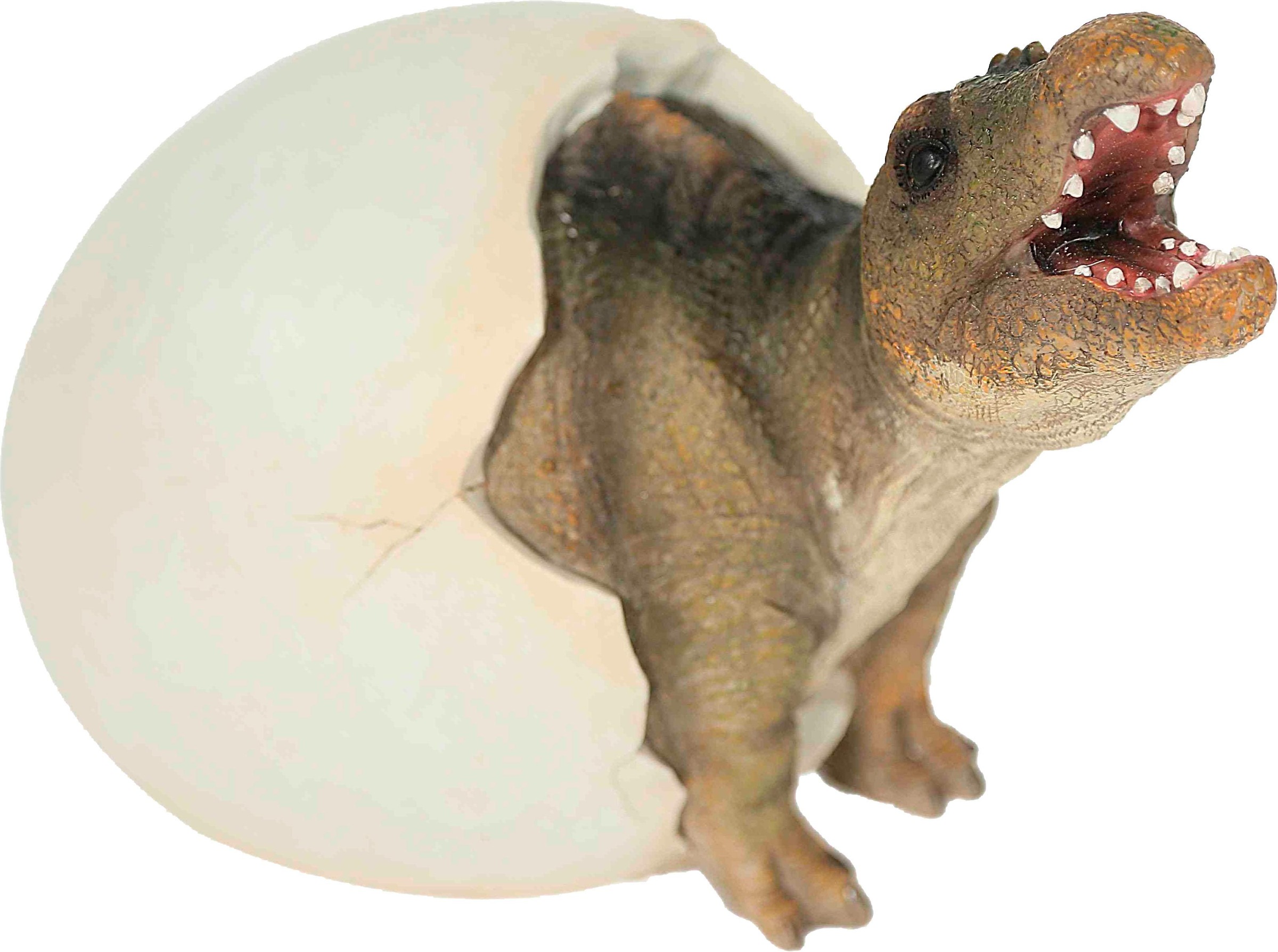 Image of Casa Collection by Jänig Tierfigur, Spinosaurus im Ei, L 32 cm bei Ackermann Versand Schweiz