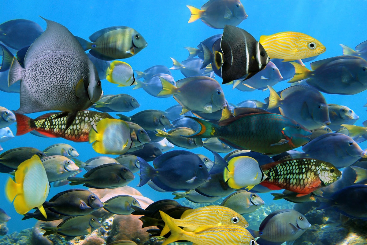 Image of Papermoon "Fische"