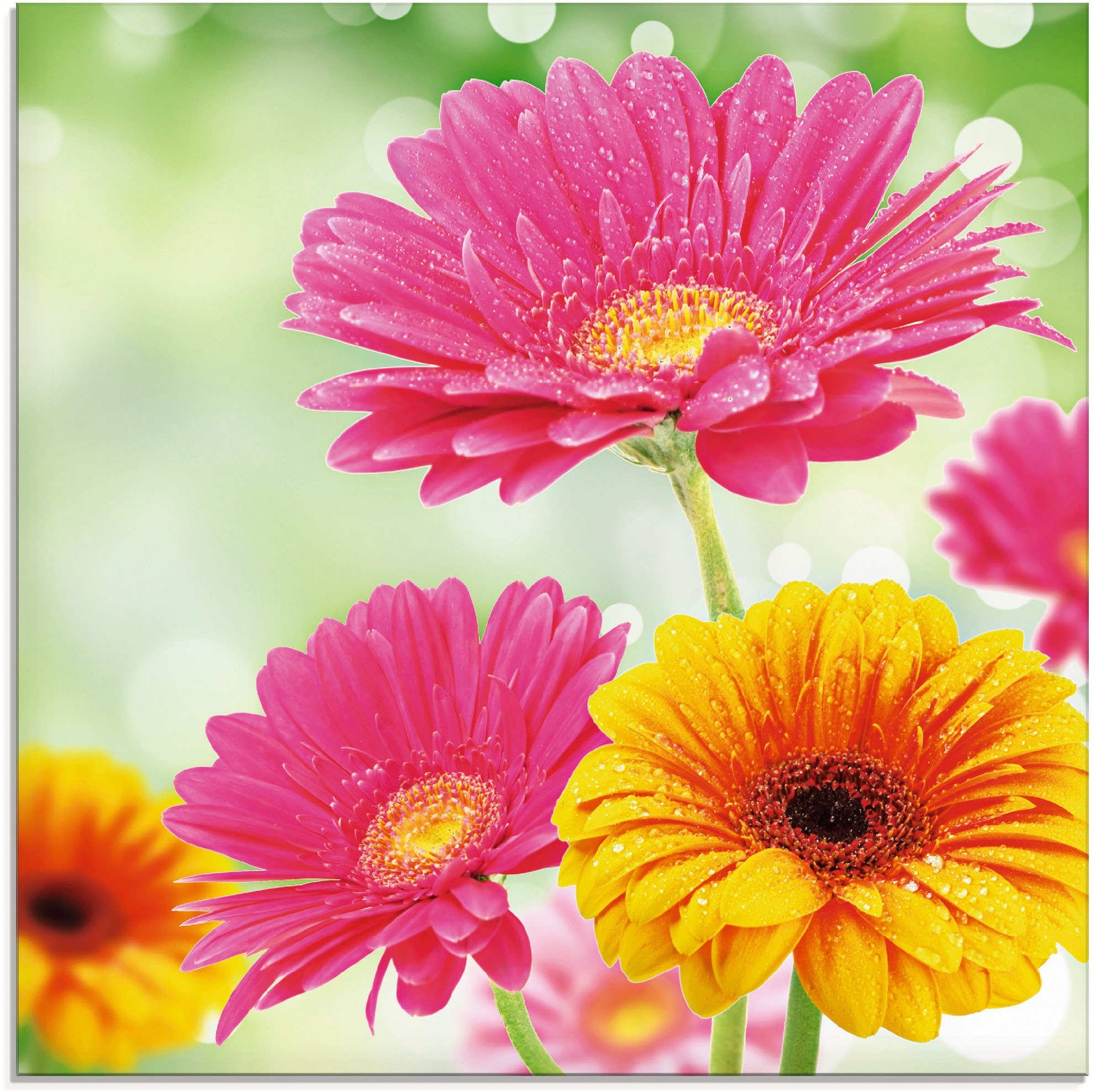 Image of Artland Glasbild "Natürliche Romantik - Gerberas" Blumen 1 Stk. tlg. in verschiedenen Grössen