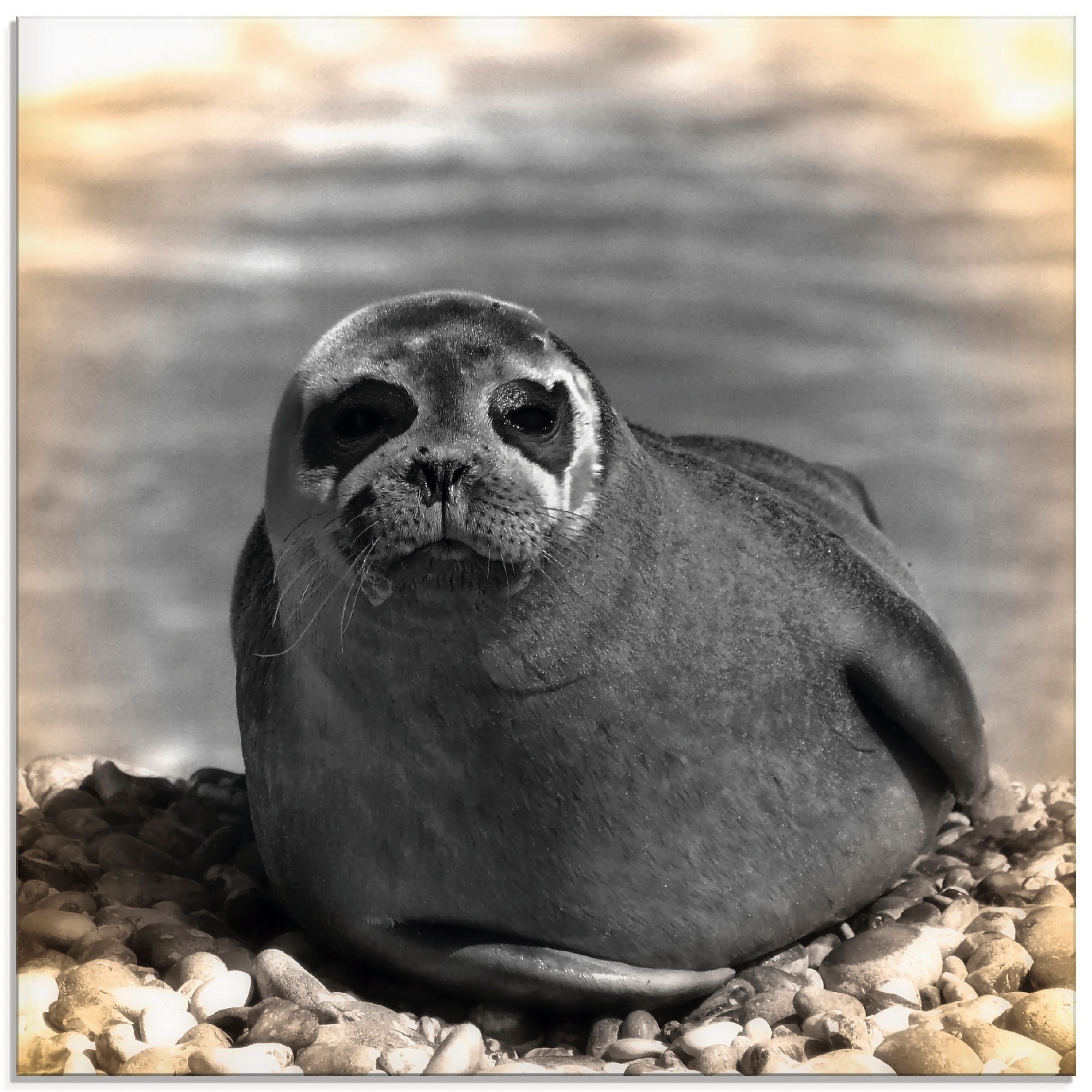 Image of Artland Glasbild »Seehund Kontakt«, Wassertiere, (1 St.) bei Ackermann Versand Schweiz