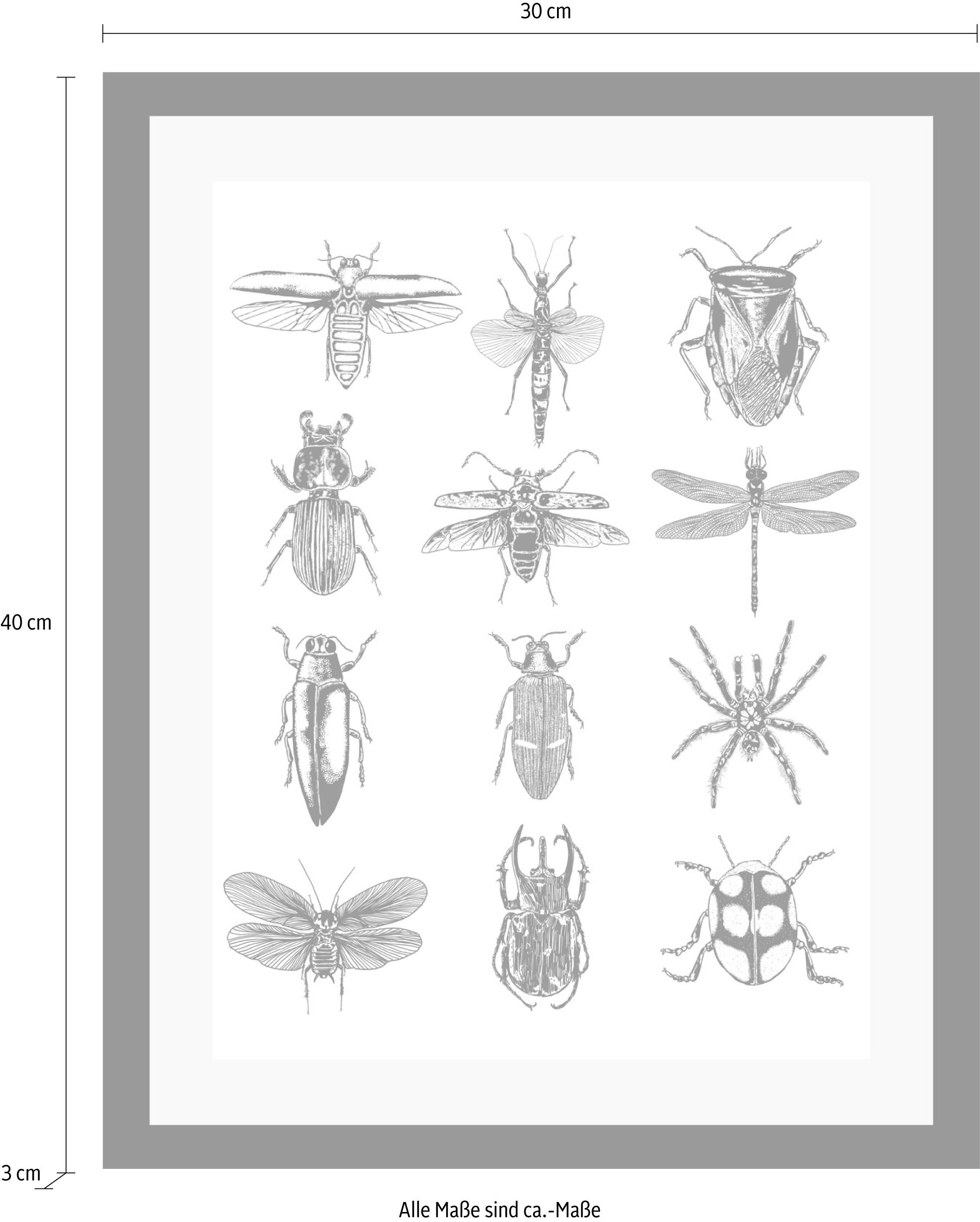 queence Image »Insekten« HD Premium Poster-Druck inkl. Holzrahmen