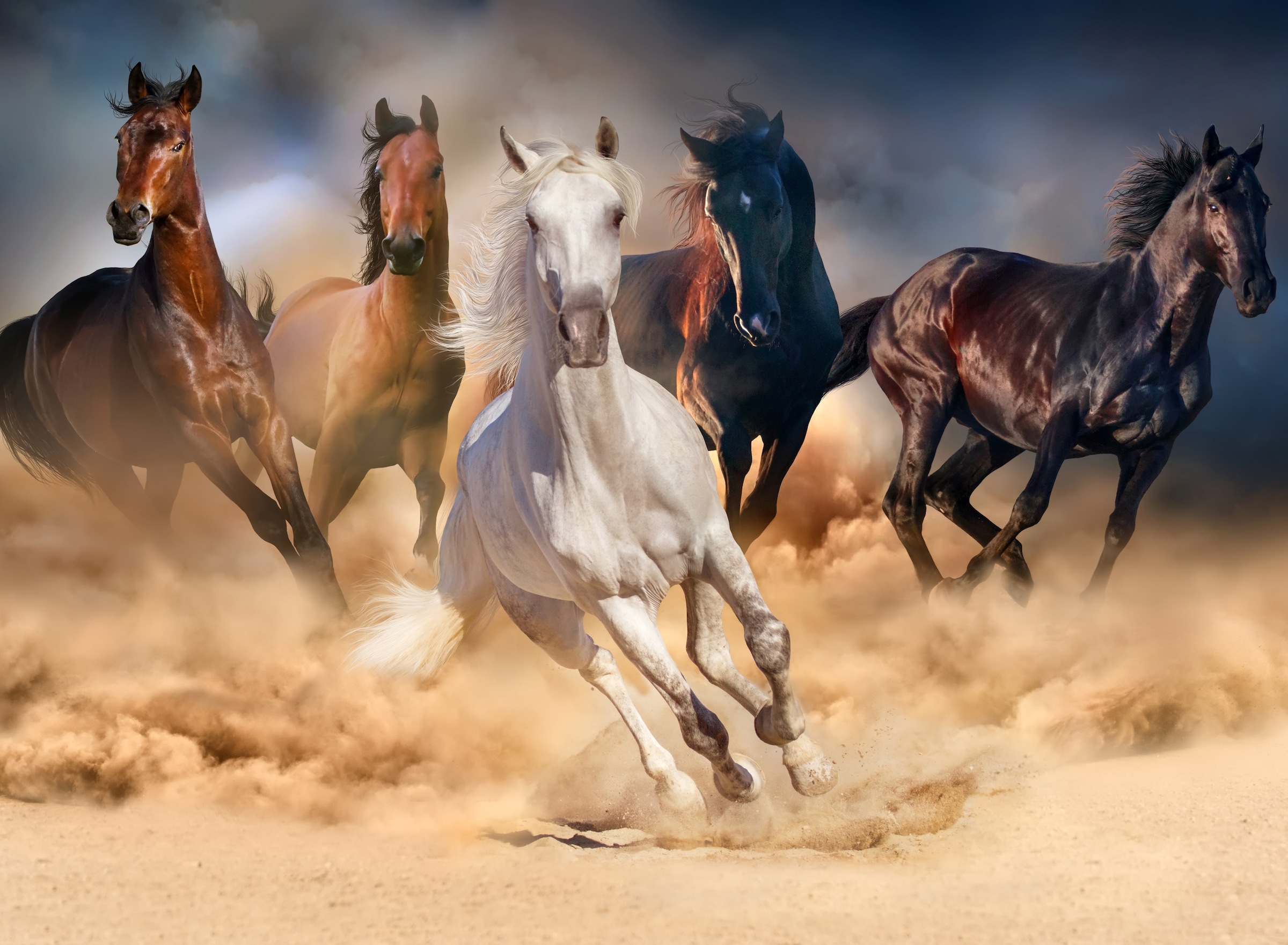 Image of Papermoon Fototapete "Horse Herd in Gallop" glatt