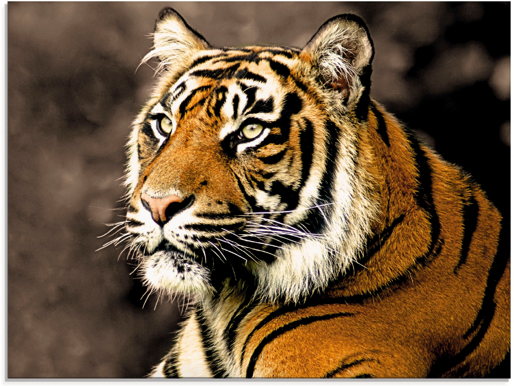 Image of Artland Glasbild "Tiger sepia" Wildtiere 1 Stk. tlg. in verschiedenen Grössen