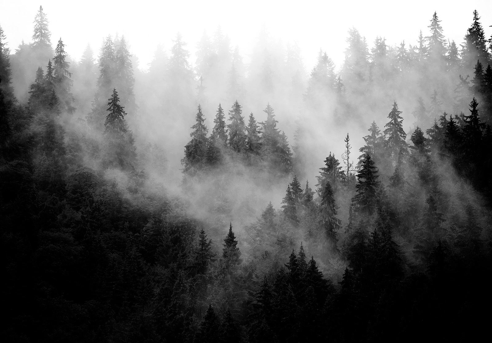 Image of Consalnet Vliestapete »Wald im Nebel« bei Ackermann Versand Schweiz