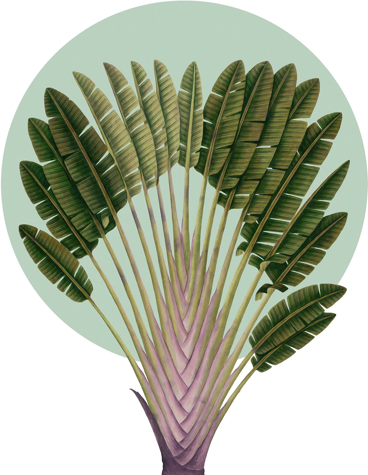 Image of Komar Bild "Botanical Garden Pinnate Palm" Natur 1 Stk. tlg. Wandbild zur Dekoration - ohne Rahmen
