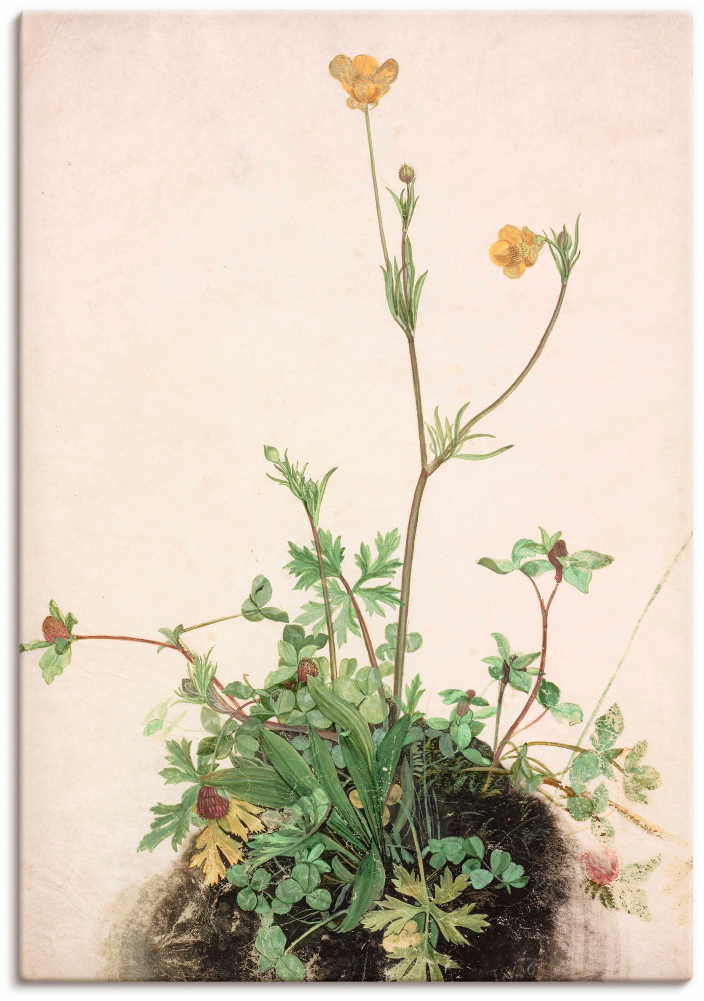 Image of Artland Wandbild »Hahnenfuss, Rotklee und Wegerich.«, Pflanzenbilder, (1 St.), in vielen Grössen & Produktarten - Alubild / Outdoorbild für den Aussenbereich, Leinwandbild, Poster, Wandaufkleber / Wandtattoo auch für Badezimmer geeignet bei Ackermann Vers