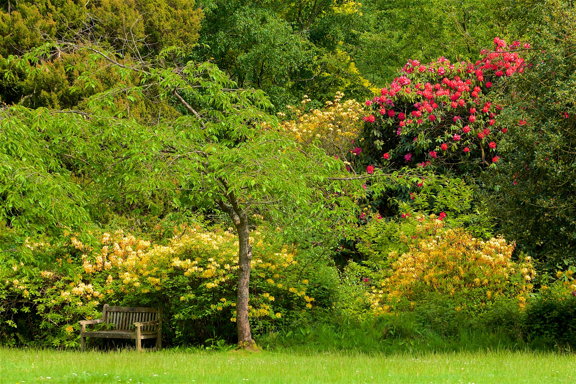 Image of Papermoon Fototapete "WALD IN PARK-BAUM BLUMEN NATUR PFLANZE SONNE WIESE XXL"