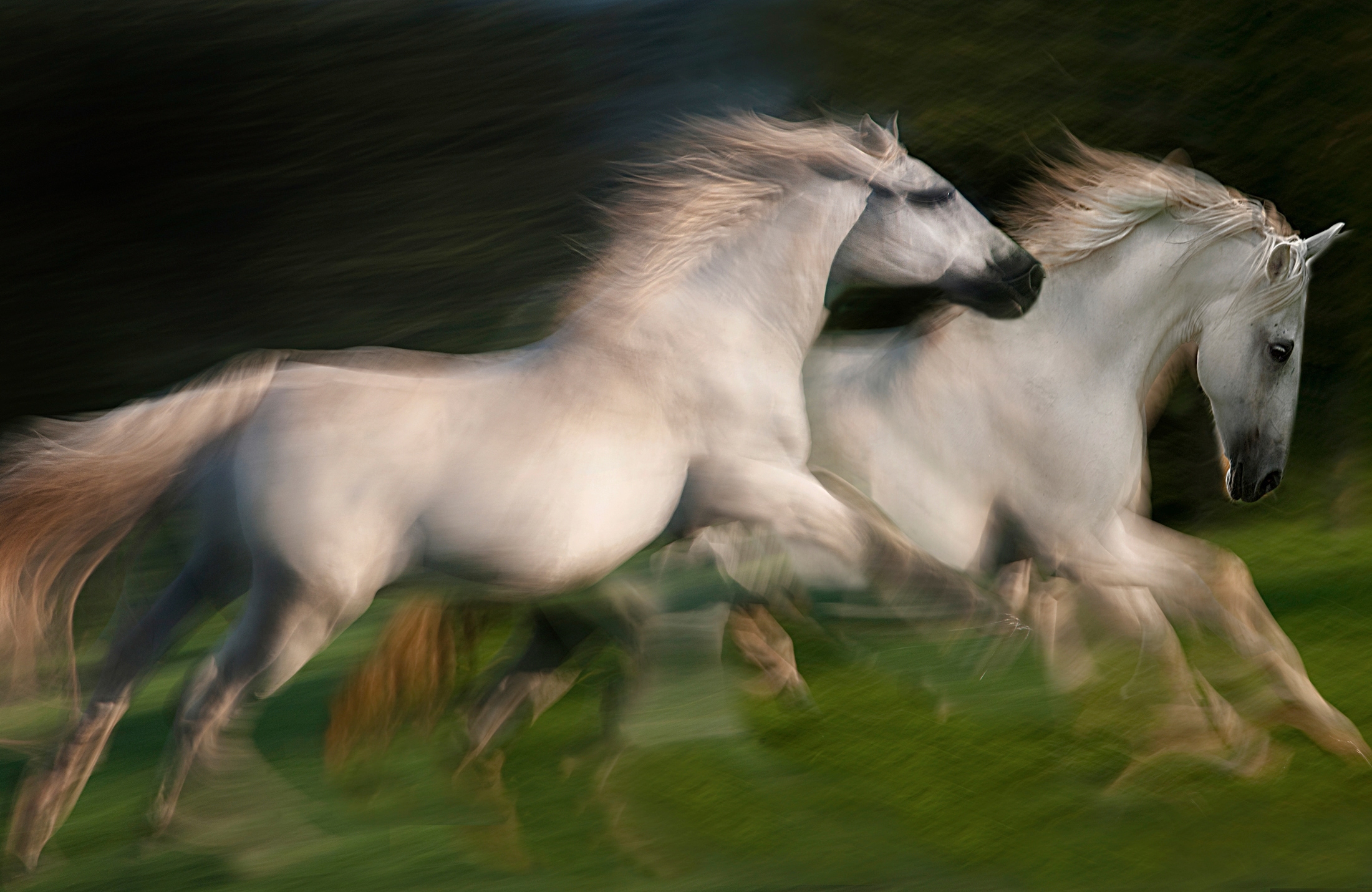 Image of Papermoon Fototapete "Photo-Art MILAN MALOVRH, GALOPP FÜR ZWEI GALOPP"