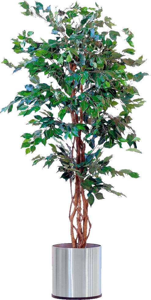 Image of Schneider Kunstpflanze »Ficus Benjamini« bei Ackermann Versand Schweiz