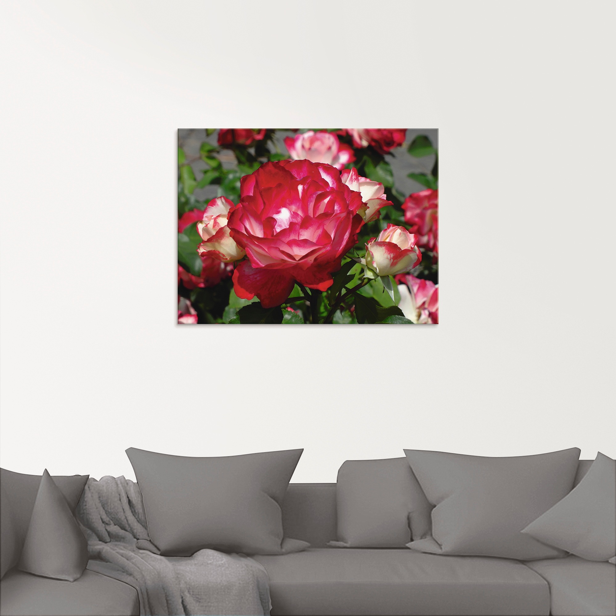 Artland Glasbild »Rot weisse Rosenblüte«, Blumen, (1 St.), in verschiedenen Grössen