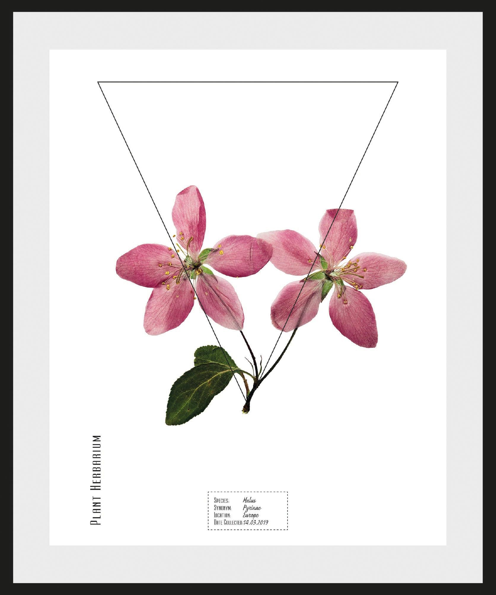 Image of andas Bild »Pflanze Malus«, mit Rahmen bei Ackermann Versand Schweiz