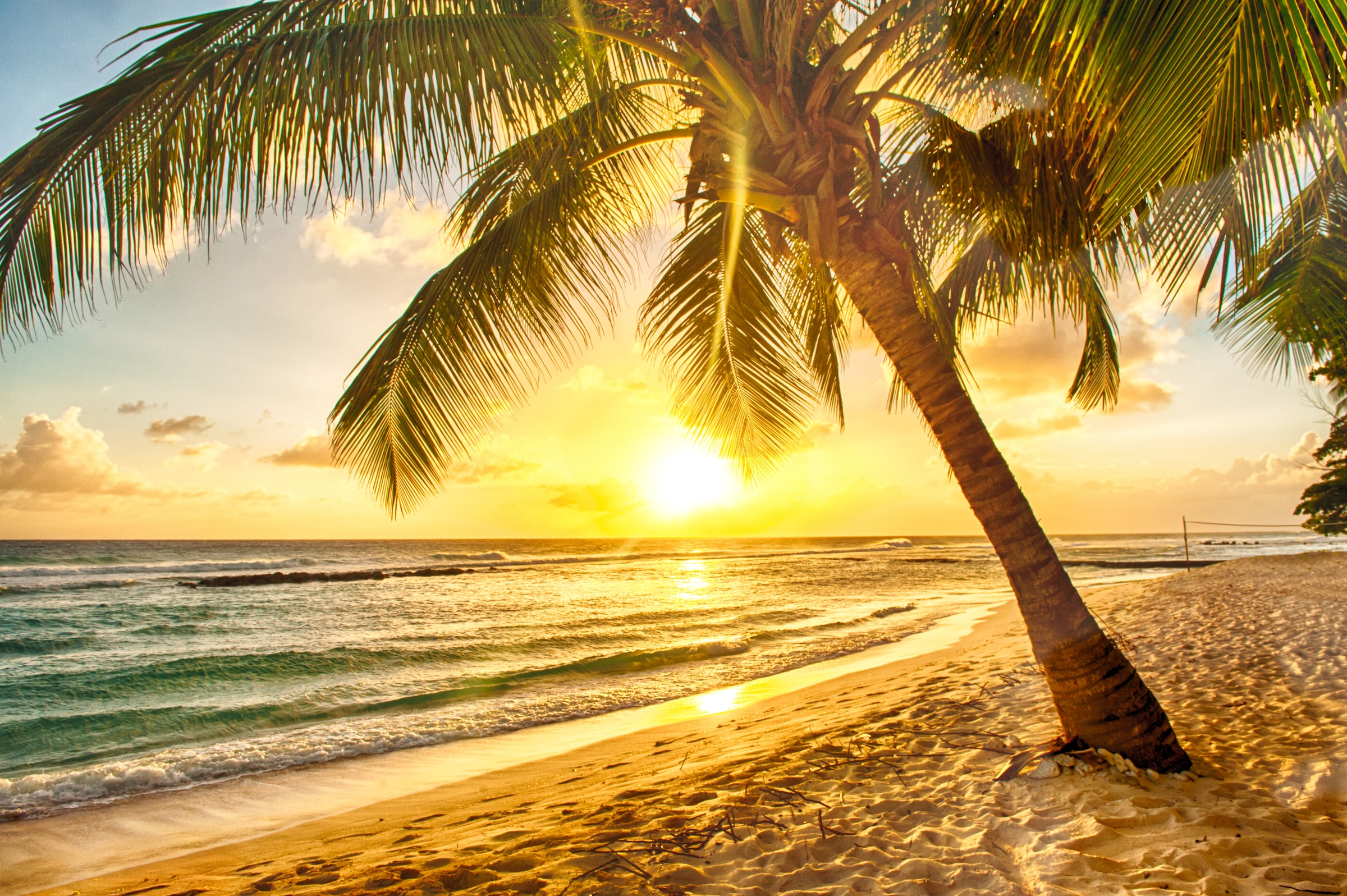 Image of Papermoon Fototapete "Barbados Palm Beach" glatt