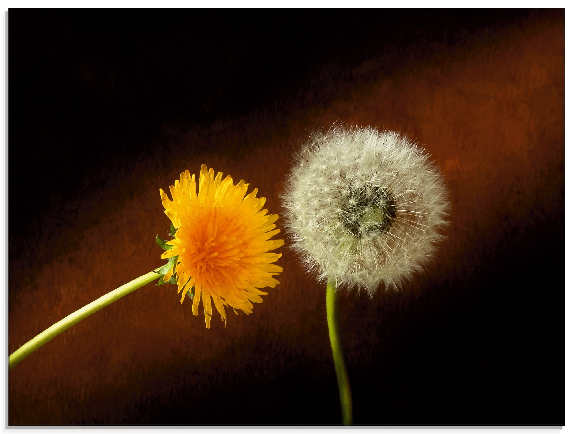 Image of Artland Glasbild "Pusteblume Löwenzahn" Blumen 1 Stk. tlg. in verschiedenen Grössen
