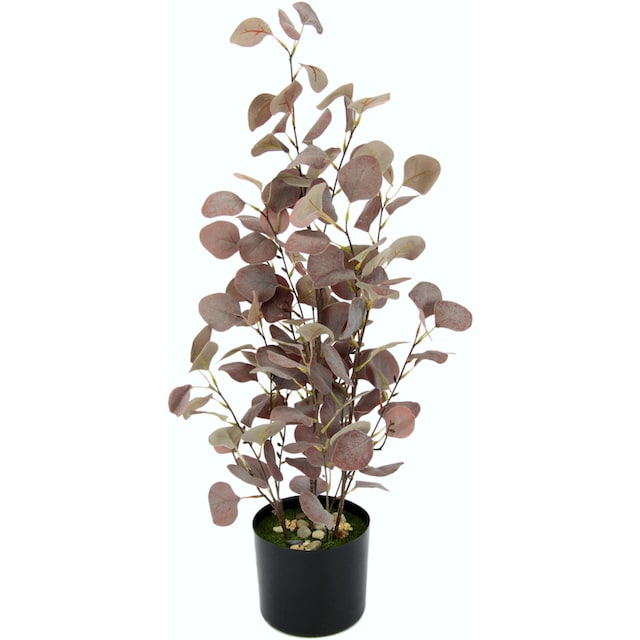 I.GE.A. Kunstpflanze »Eukalyptuspflanze«, im Kunststofftopf bequem kaufen