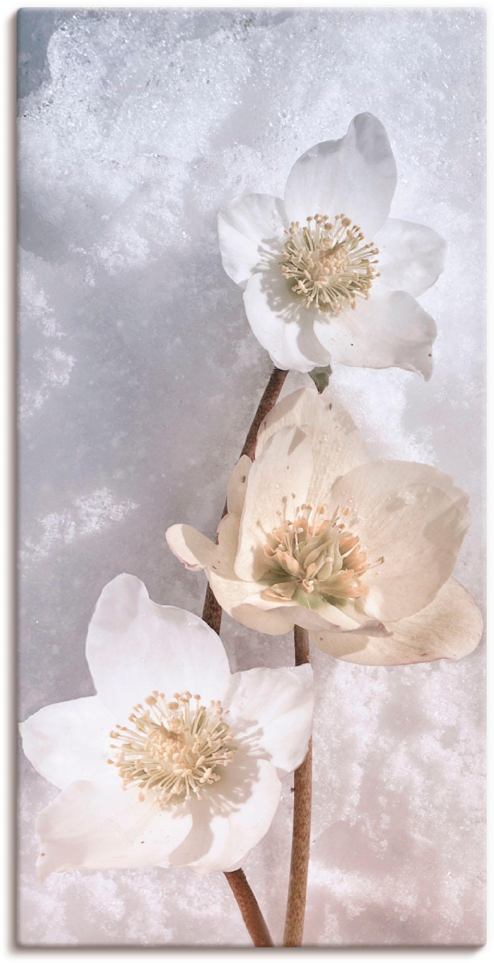 Image of Artland Leinwandbild "Christrose im Schnee" Blumen 1 Stk. tlg. auf Holzrahmen gespannt