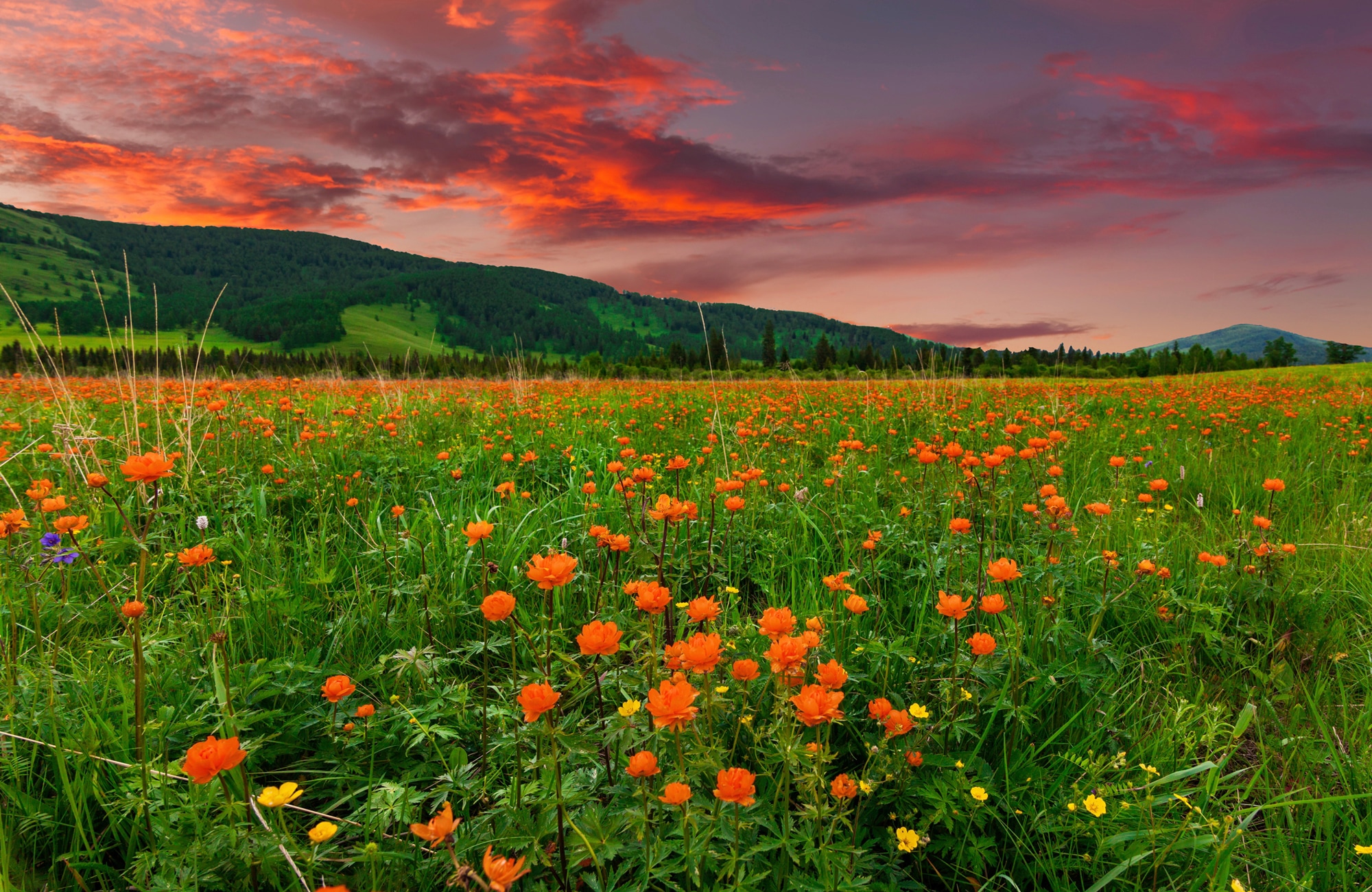 Image of Papermoon Fototapete »BLUMEN-WIESE-GEBIRGE NATUR GRÜN SONNE BERG HIMMEL FELD«, Vliestapete, hochwertiger Digitaldruck, inklusive Kleister bei Ackermann Versand Schweiz