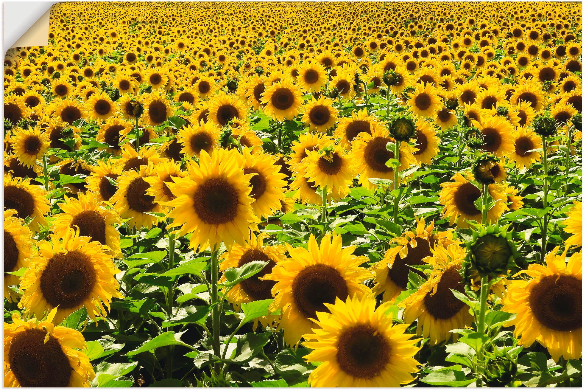Image of Artland Wandbild »Sonnenblumenfeld«, Blumen, (1 St.), in vielen Grössen & Produktarten - Alubild / Outdoorbild für den Aussenbereich, Leinwandbild, Poster, Wandaufkleber / Wandtattoo auch für Badezimmer geeignet bei Ackermann Versand Schweiz