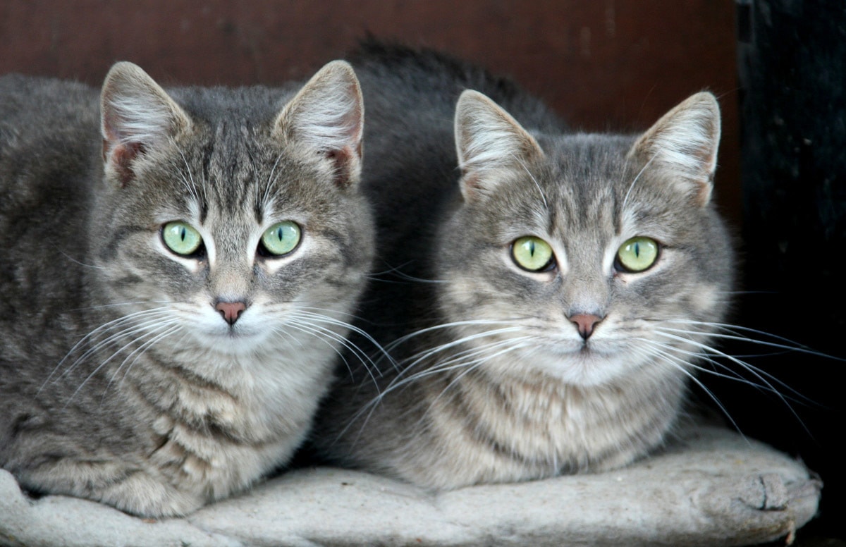 Fototapete »Grüne Augen Katzen«
