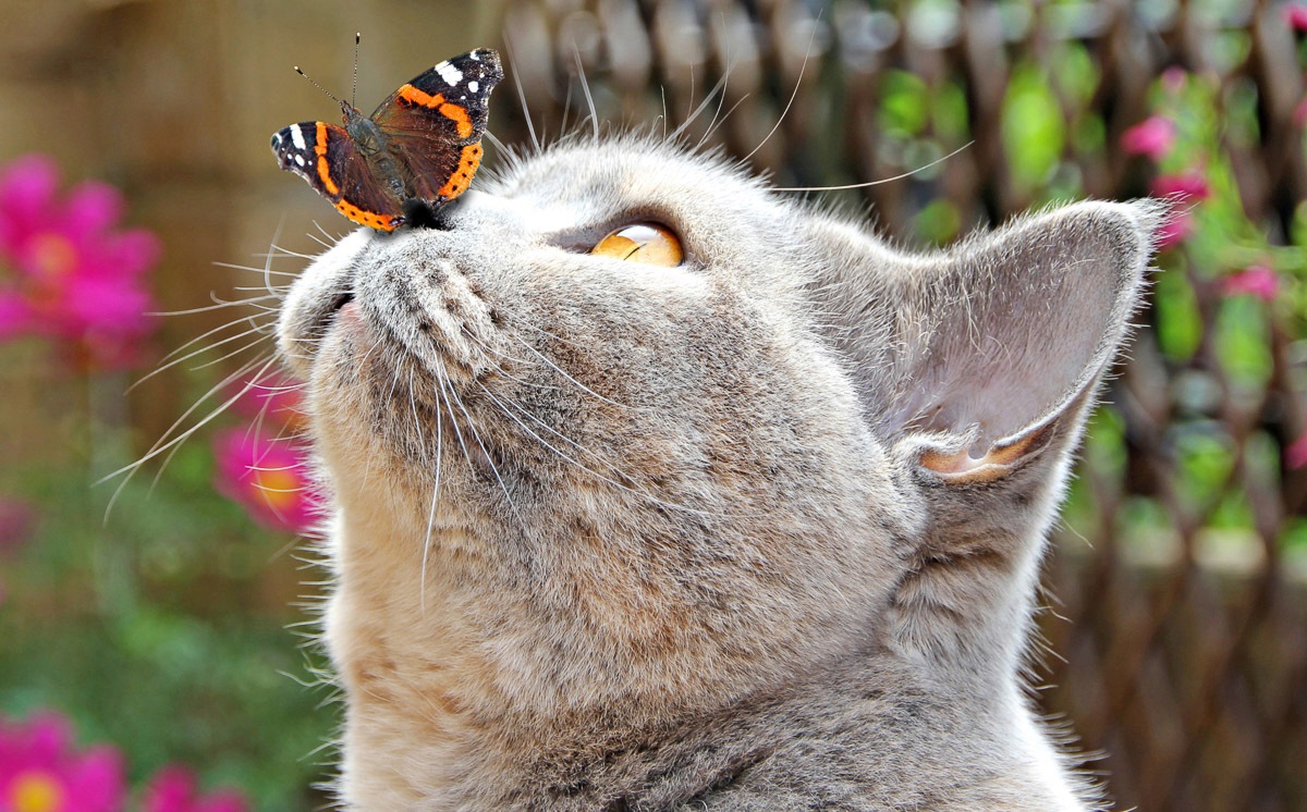 Image of Papermoon Fototapete »Schmetterling und Katze«, Vliestapete, hochwertiger Digitaldruck, inklusive Kleister bei Ackermann Versand Schweiz