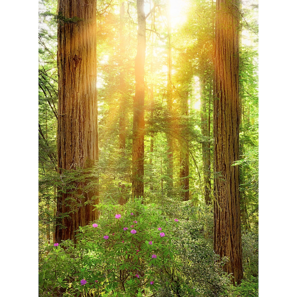 Komar Vliestapete »Redwood«