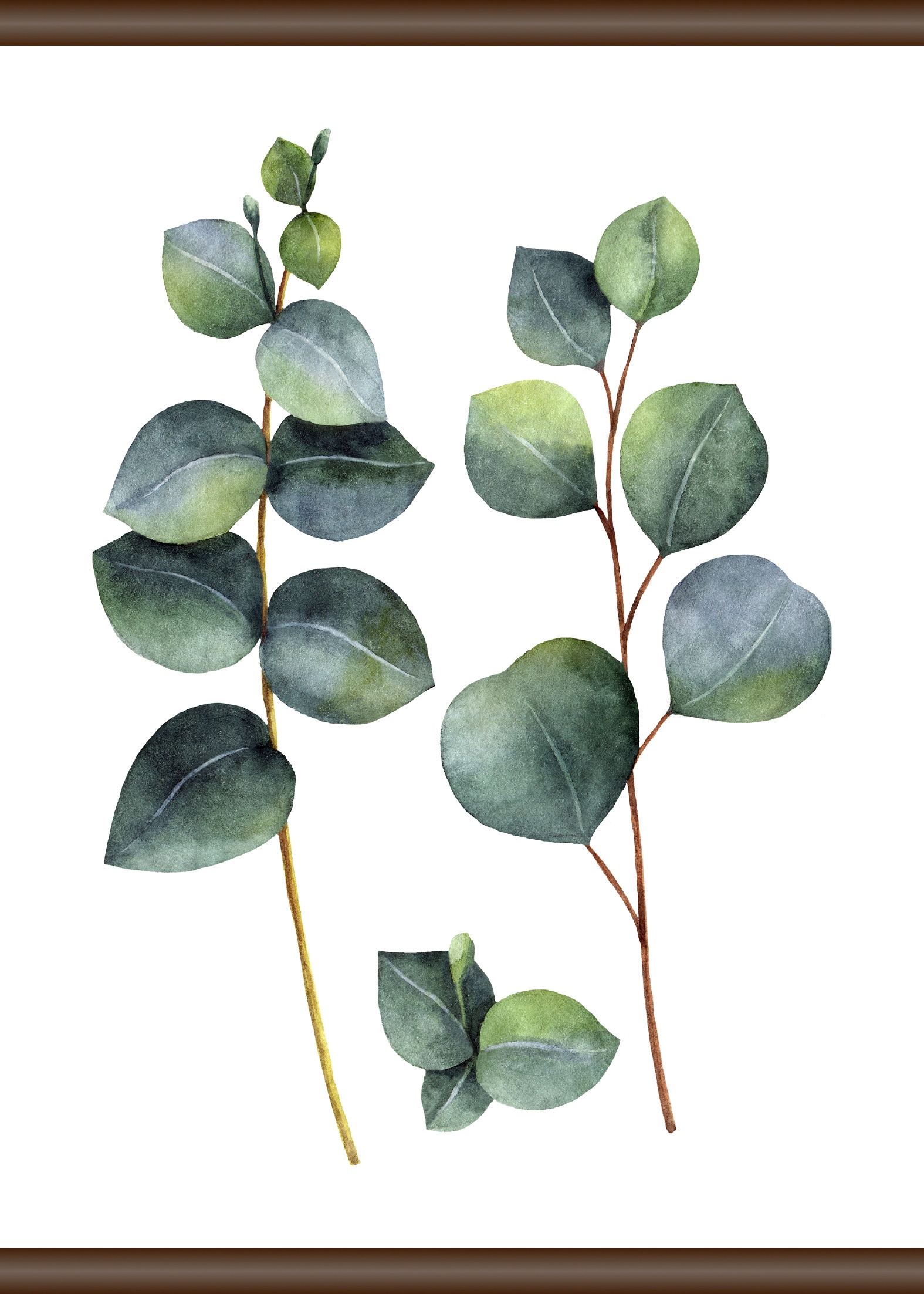 queence Leinwandbild »Eukalyptus Pflanze«, 50x70 cm
