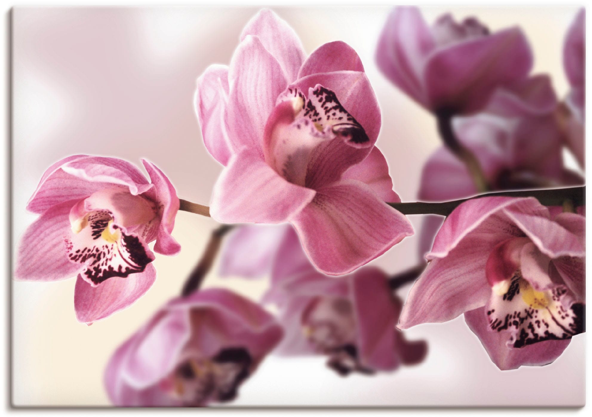 Image of Artland Leinwandbild "Rosa Orchidee" Blumenbilder 1 Stk. tlg. auf Holzrahmen gespannt