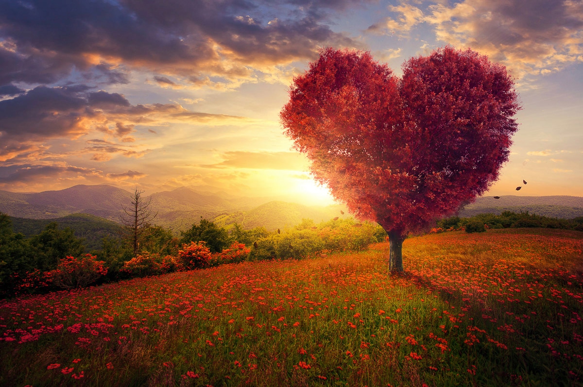 Fototapete »Herzbaum in Blumenwiese«