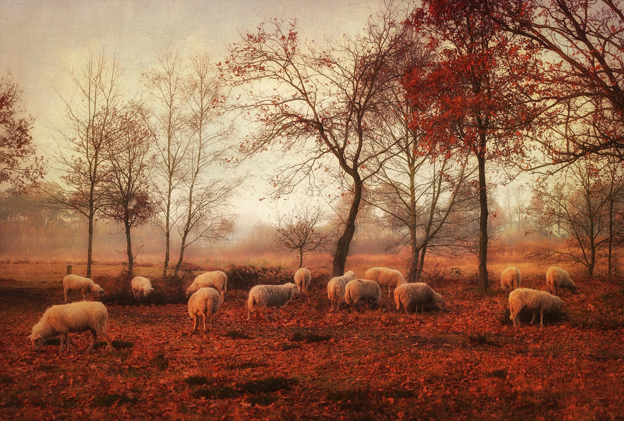 Image of Papermoon Fototapete »Photo-Art ELLEN VAN DEELEN, LETZTE TAGE DES HERBSTES«, Vliestapete, hochwertiger Digitaldruck, inklusive Kleister bei Ackermann Versand Schweiz