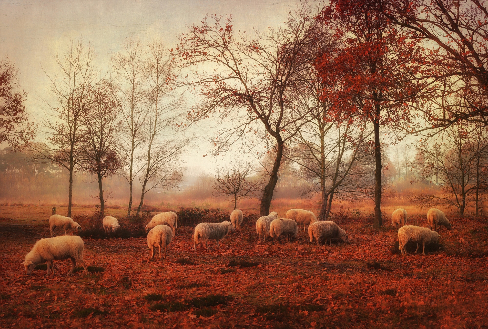 Image of Papermoon Fototapete "Photo-Art ELLEN VAN DEELEN, LETZTE TAGE DES HERBSTES"