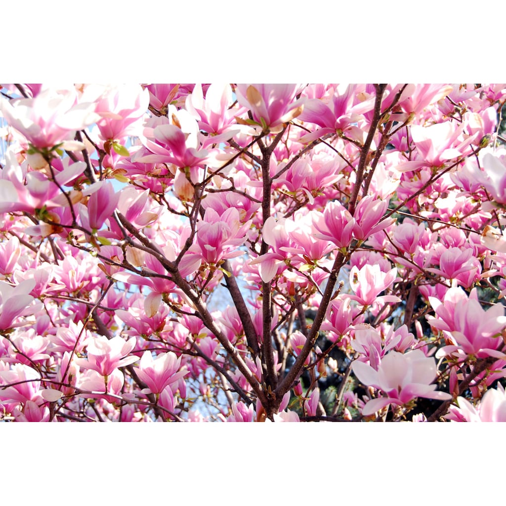 Papermoon Fototapete »Blühende Magnolie«