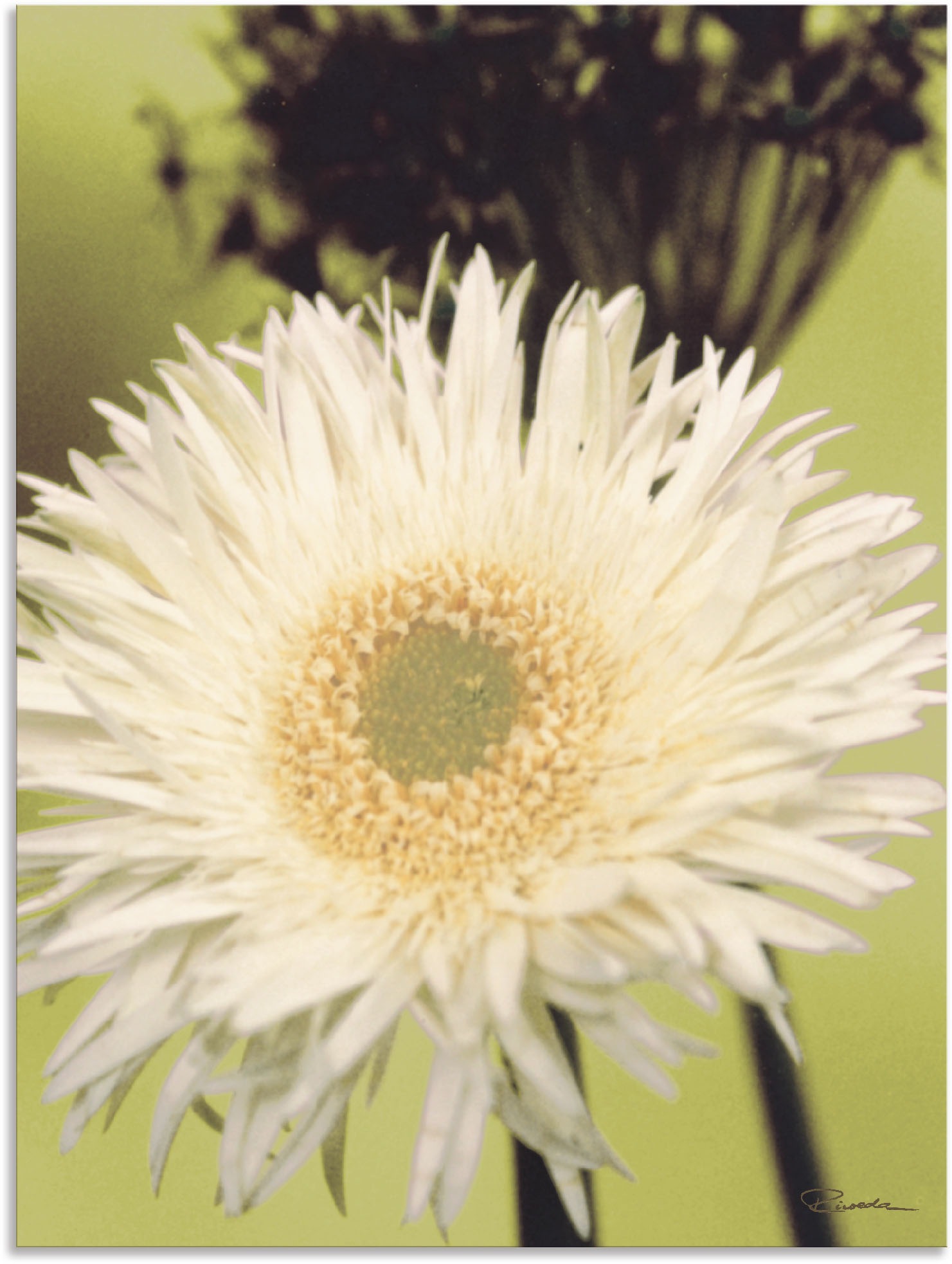 Image of Artland Wandbild »Eine vor grün - Gerbera«, Blumenbilder, (1 St.), in vielen Grössen & Produktarten - Alubild / Outdoorbild für den Aussenbereich, Leinwandbild, Poster, Wandaufkleber / Wandtattoo auch für Badezimmer geeignet bei Ackermann Versand Schweiz