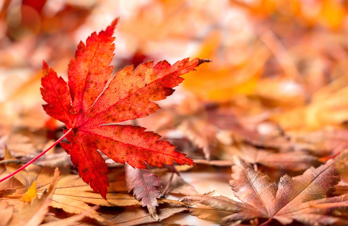 Fototapete »HERBST-BLÄTTER-AHORN MAKRO ABSTRAKT KUNST WIESE TEXTUR«