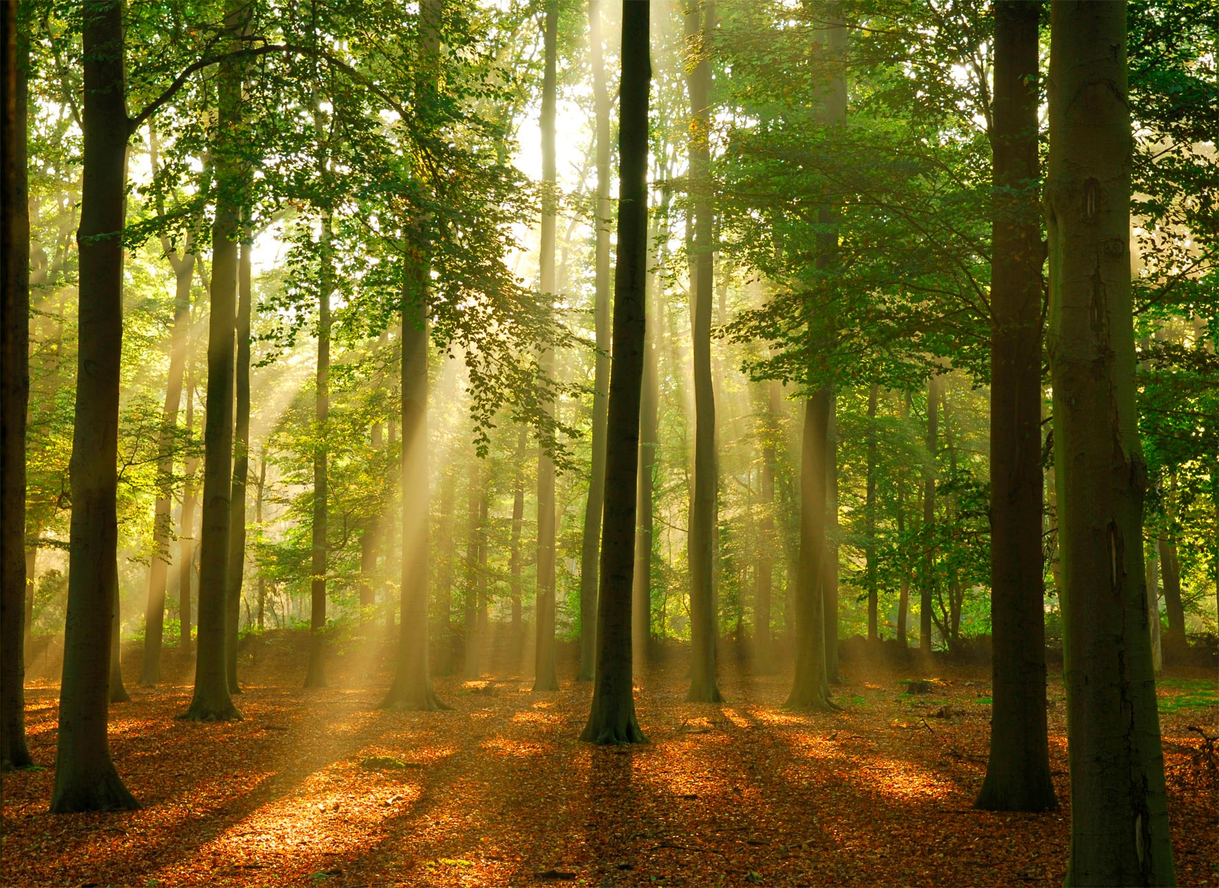 Image of Papermoon Fototapete "Forest in the Morning" glatt