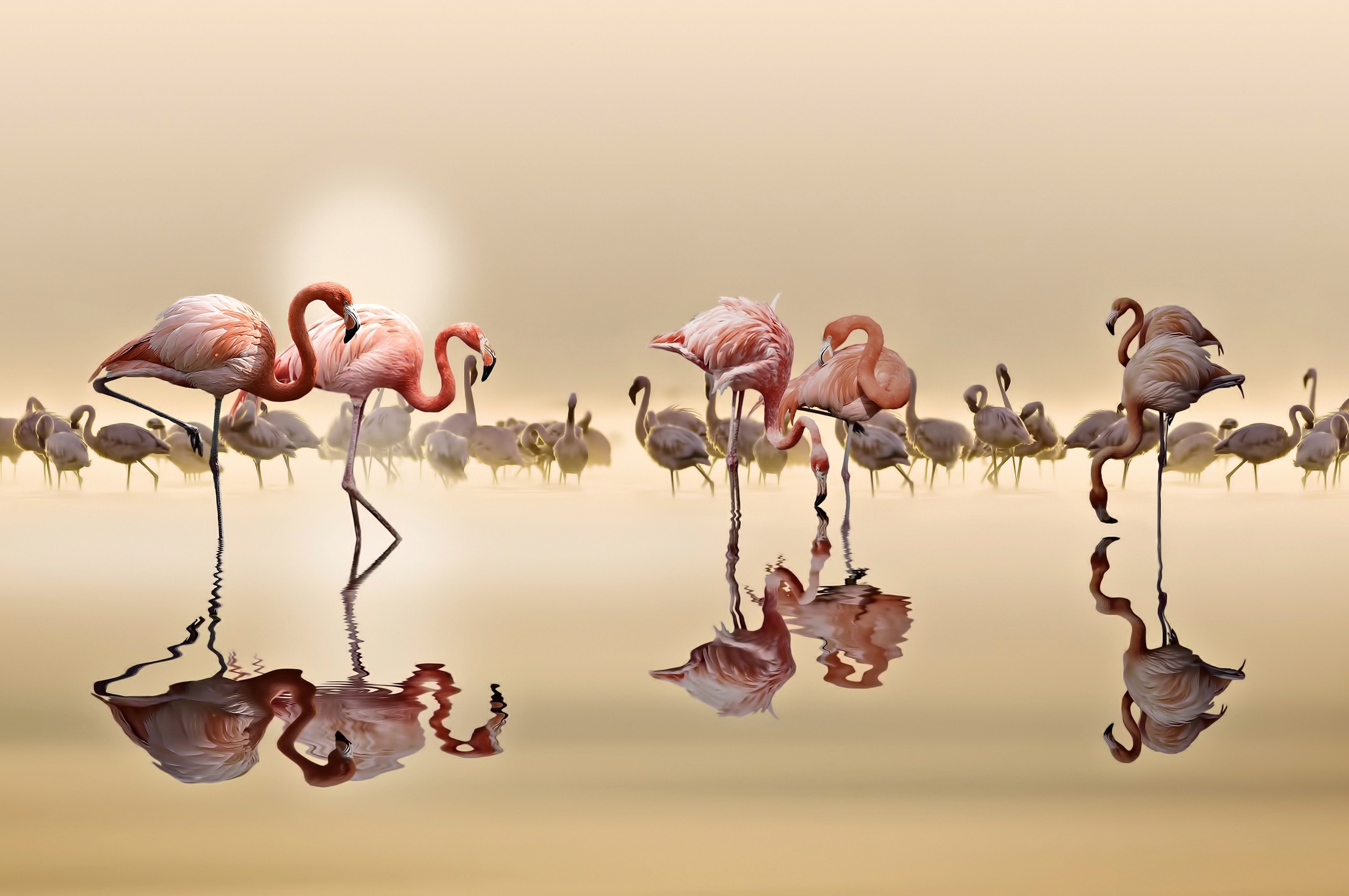 Image of Papermoon Fototapete »Photo-Art NASSER OSMAN, FLAMINGOS«, Vliestapete, hochwertiger Digitaldruck, inklusive Kleister bei Ackermann Versand Schweiz