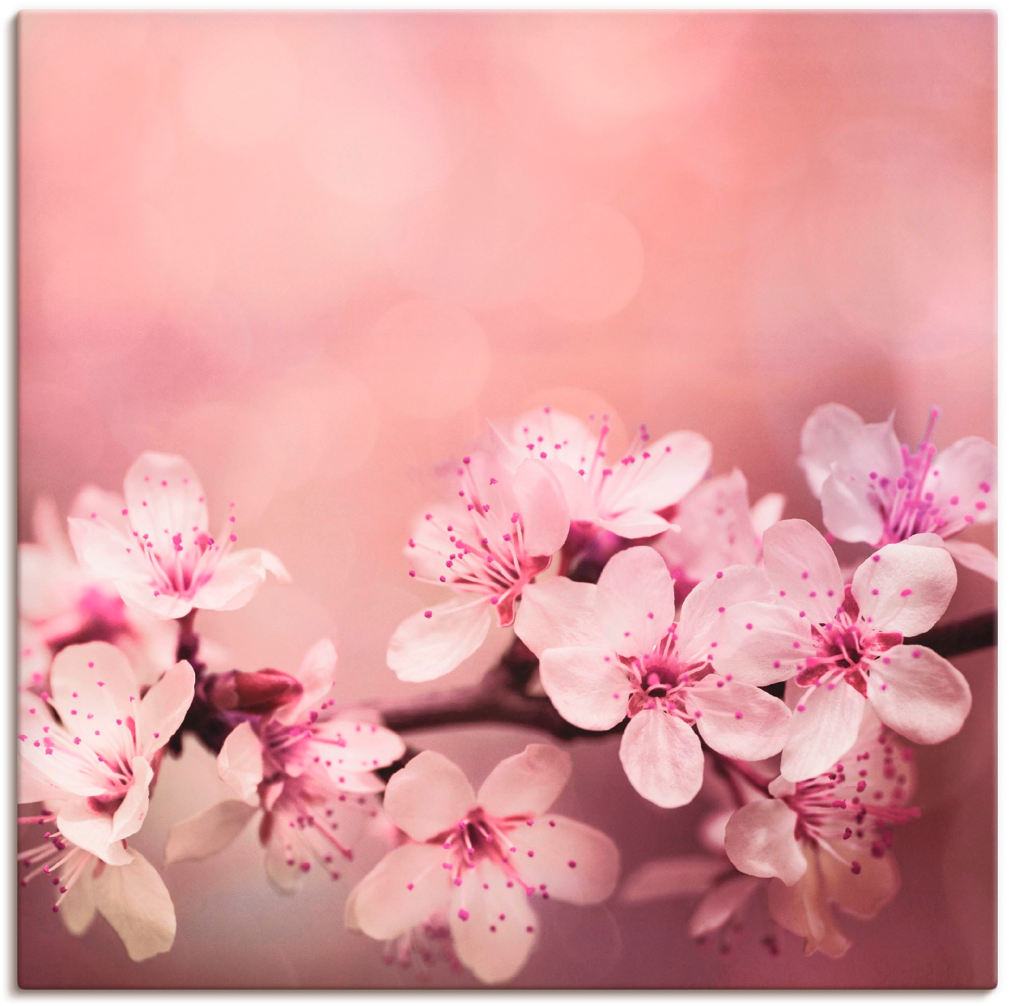 Image of Artland Leinwandbild "Kirschblüten" Blumen 1 Stk. tlg. auf Holzrahmen gespannt