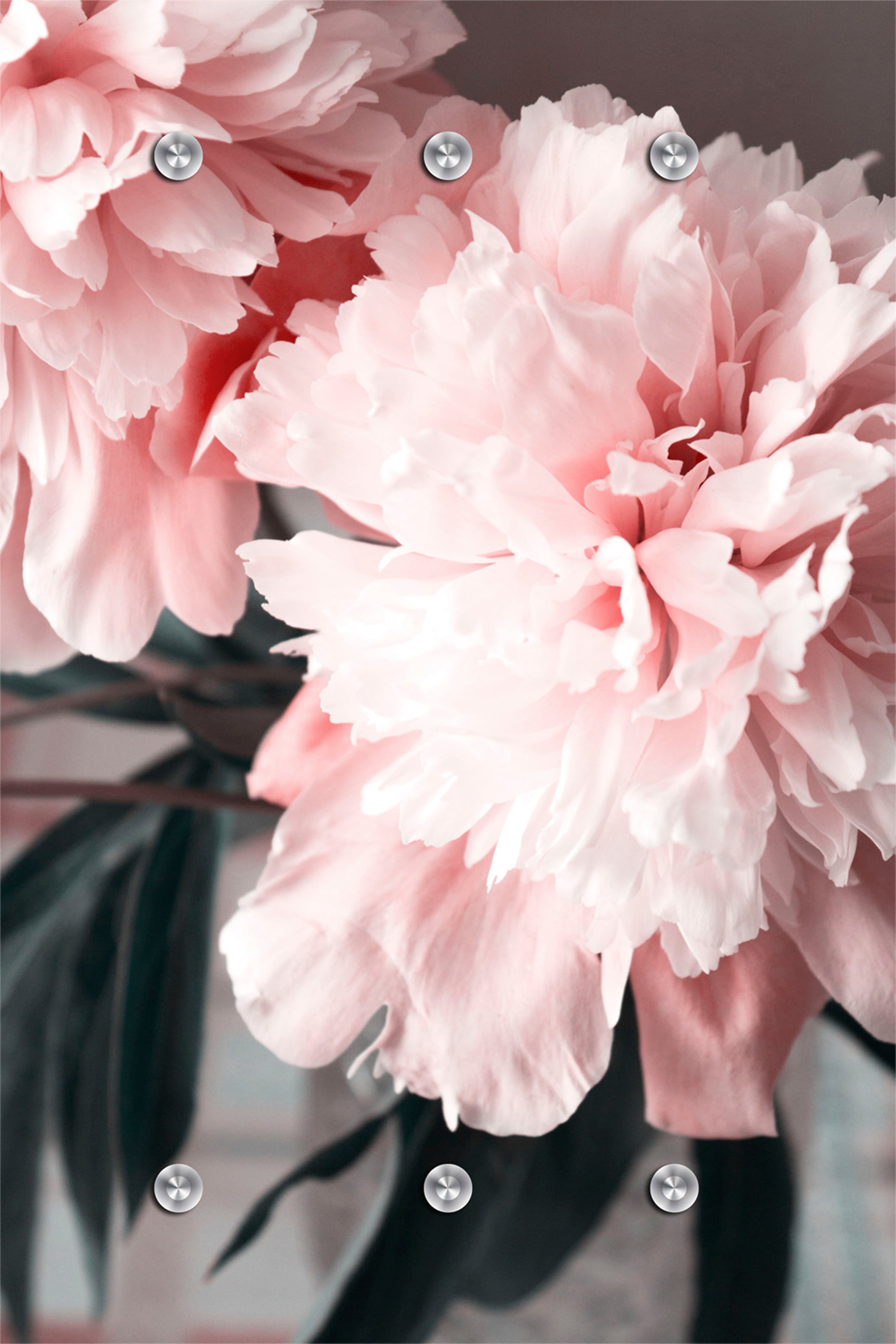 Image of queence Garderobenleiste "Blume" mit 6 Haken, 80 x 120 cm